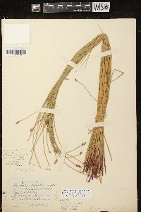 Eleocharis erythropoda image