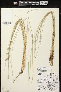 Eleocharis erythropoda image