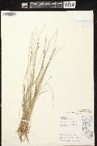 Eleocharis erythropoda image