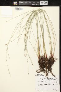 Eleocharis erythropoda image