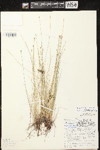 Eleocharis erythropoda image