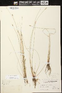 Eleocharis erythropoda image