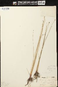 Eleocharis erythropoda image