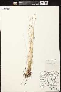 Eleocharis erythropoda image