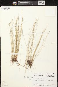 Eleocharis erythropoda image