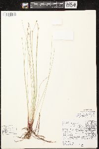 Eleocharis erythropoda image