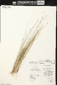 Eleocharis erythropoda image