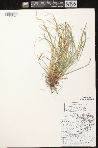 Carex pedunculata image