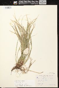 Carex pedunculata image