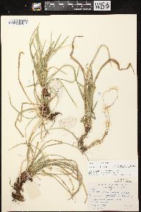 Carex pedunculata image