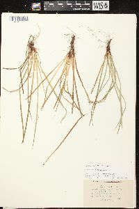 Carex pedunculata image