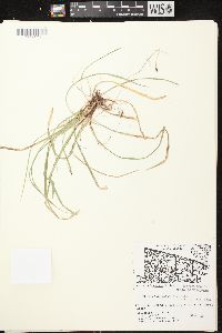 Carex pedunculata image