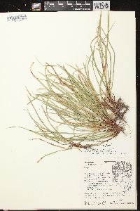 Carex pedunculata image