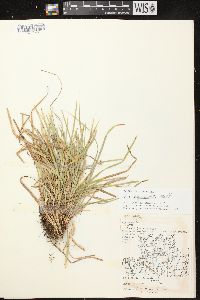 Carex pedunculata image