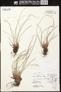 Carex pedunculata image