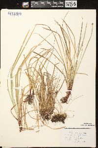 Carex pedunculata image