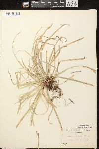 Carex pedunculata image