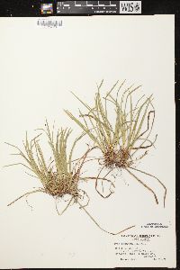 Carex pedunculata image