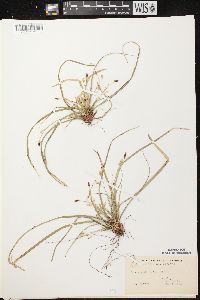 Carex pedunculata image