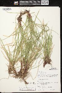 Carex pedunculata image