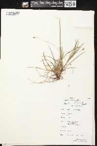 Carex pedunculata image