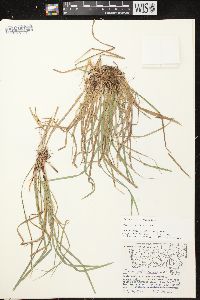 Carex pedunculata image