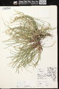 Carex pedunculata image