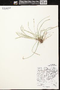 Carex pedunculata image