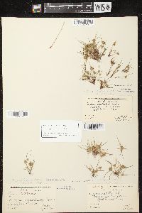 Cyperus squarrosus image