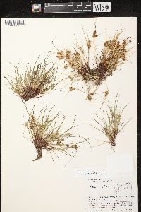 Cyperus squarrosus image