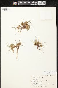 Cyperus squarrosus image