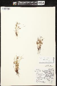 Cyperus squarrosus image