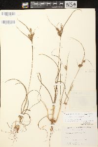 Cyperus schweinitzii image