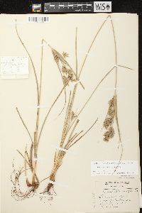 Cyperus schweinitzii image