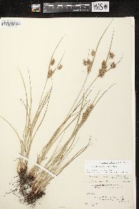 Cyperus schweinitzii image