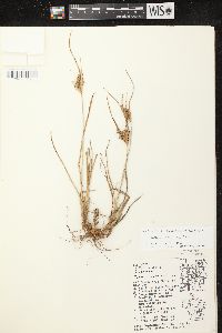 Cyperus schweinitzii image