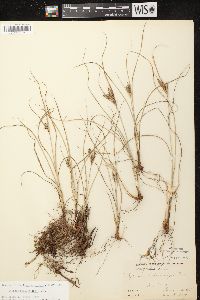 Cyperus schweinitzii image