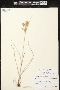 Cyperus schweinitzii image