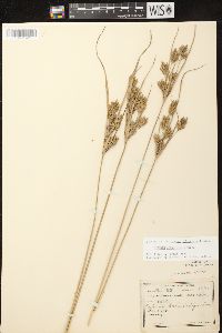 Cyperus schweinitzii image