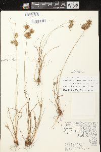 Cyperus schweinitzii image