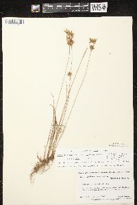 Cyperus lupulinus image