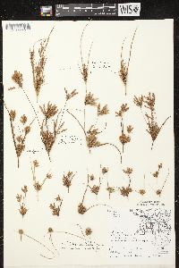 Cyperus lupulinus subsp. macilentus image