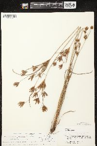 Cyperus lupulinus image