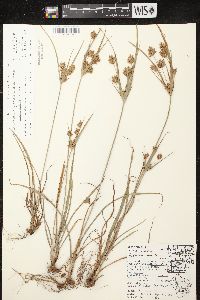 Cyperus lupulinus image