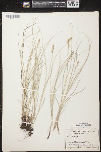 Carex praegracilis image