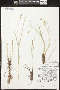 Carex prairea image