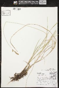 Carex prairea image