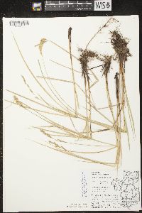 Carex prairea image