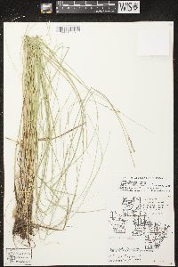 Carex prairea image