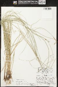 Carex prairea image